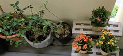 Blk 722 Tampines Starlight (Tampines), HDB 5 Rooms #540813281